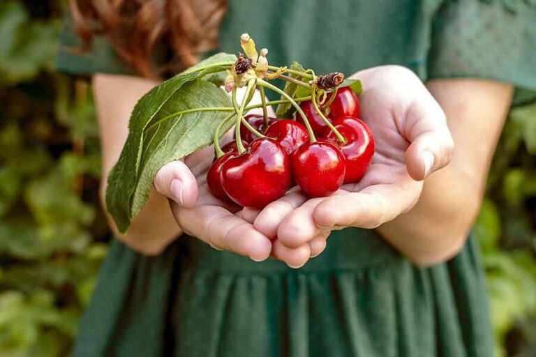Cherries - Properties, Calories
