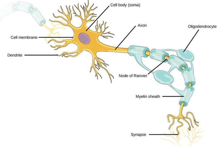 Chronic pain, metabolism and glial cell