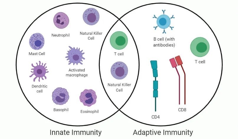 Differences between innate and adaptive immunity