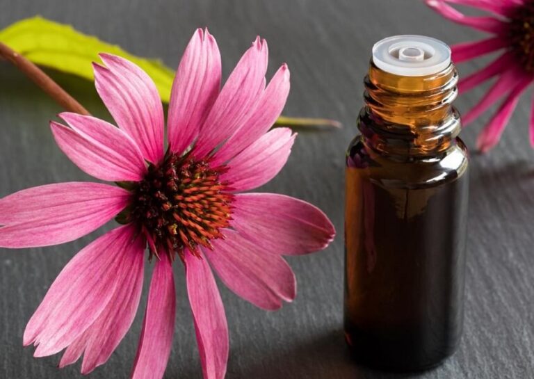 Echinacea - Benefits, Uses and Side Effects