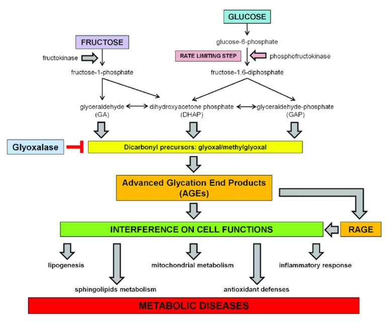 Glycation End Products On How Sugar Alters Metabolism