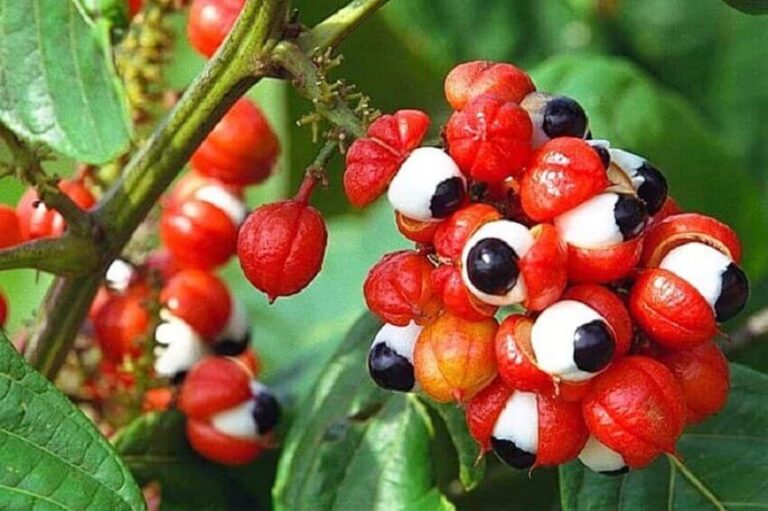 Guarana - Benefits, uses and contraindications