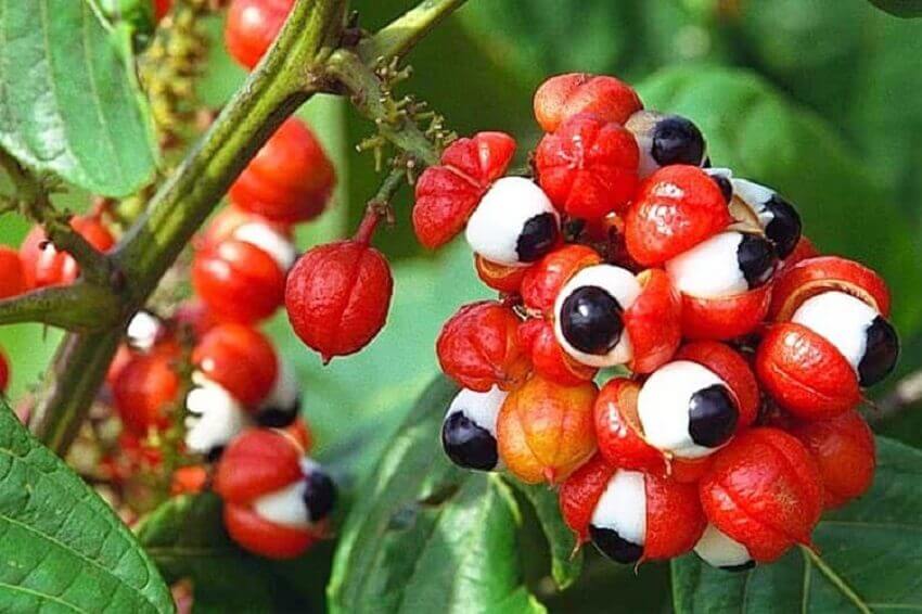 Guarana - Benefits, uses and contraindications