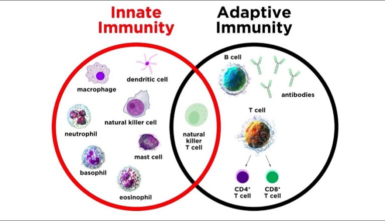 Innate Immunity