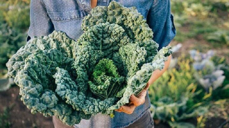 Kale - Uses, types, properties and benefits