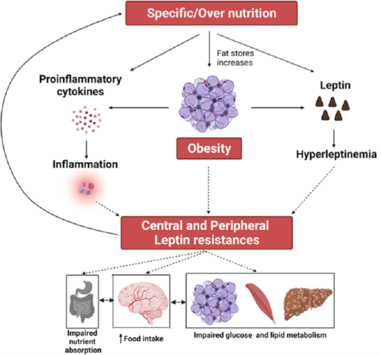 Leptin Resistance