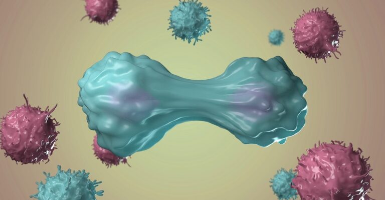 lymphocytes in the immune system