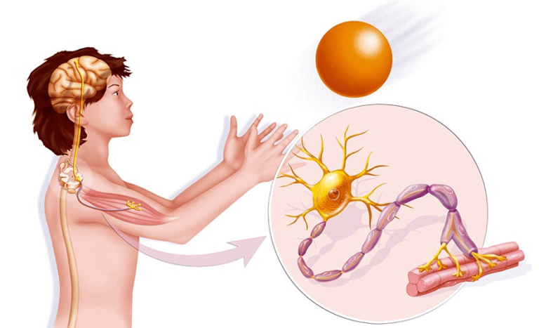Neuromuscular connection strengthen muscles with the brain