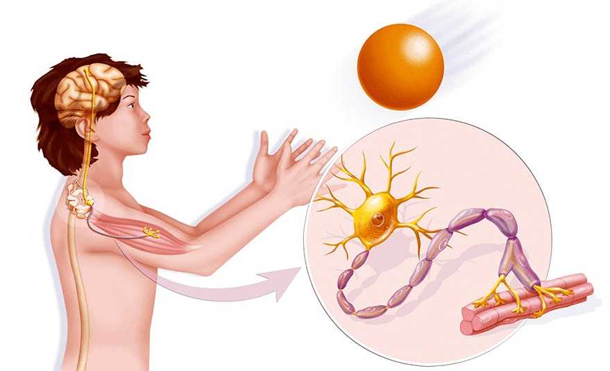 Neuromuscular connection strengthen muscles with the brain