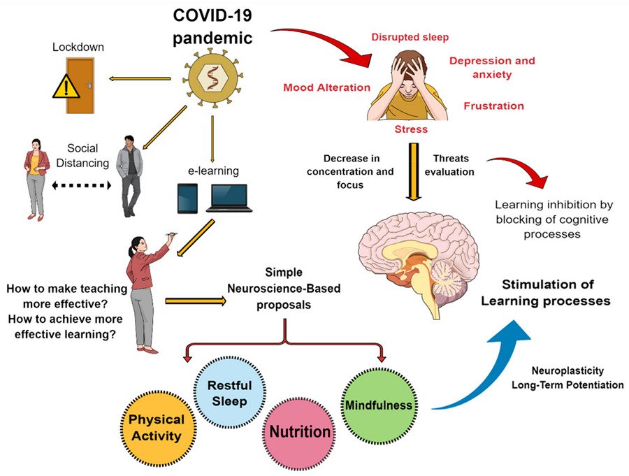 Neuroplasticity, depression and anxiety