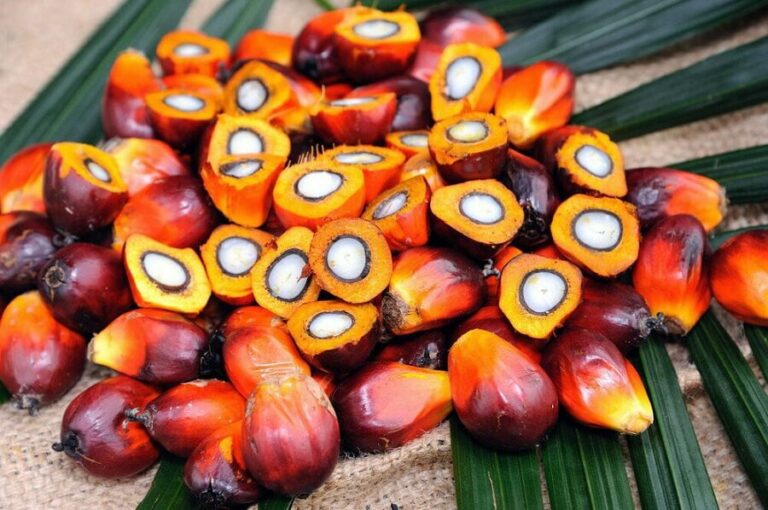 Palm Oil - Uses, Benefits And Contraindications Is It As Bad As Its Fame