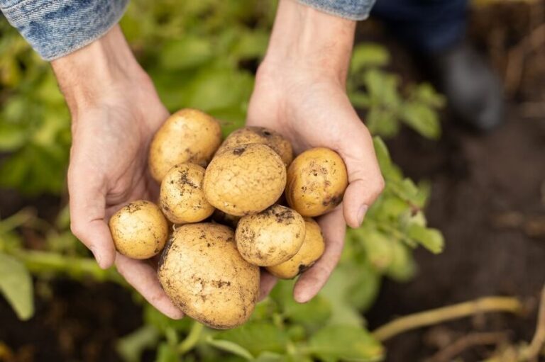 Potatoes Benefits