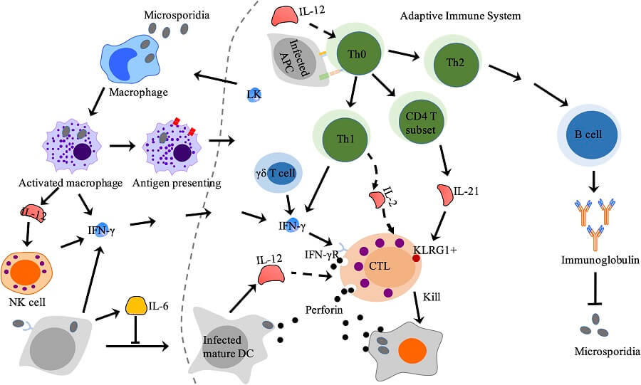 adaptive immune system