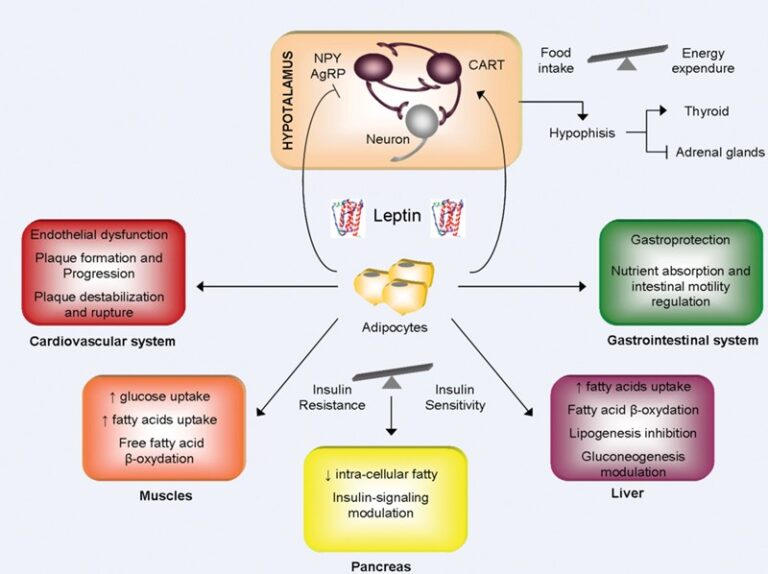 functions of leptin and how to regulate it