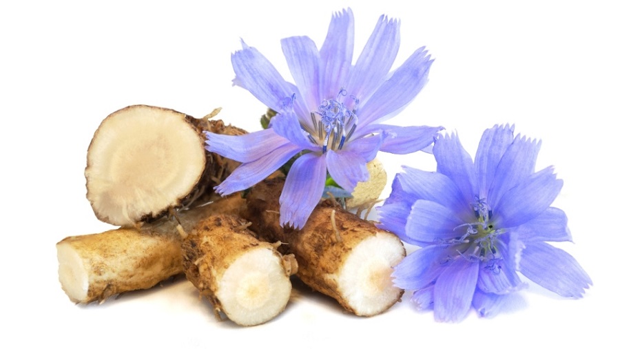 have chicory at night