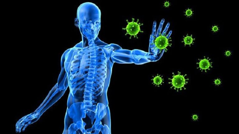 immune system works